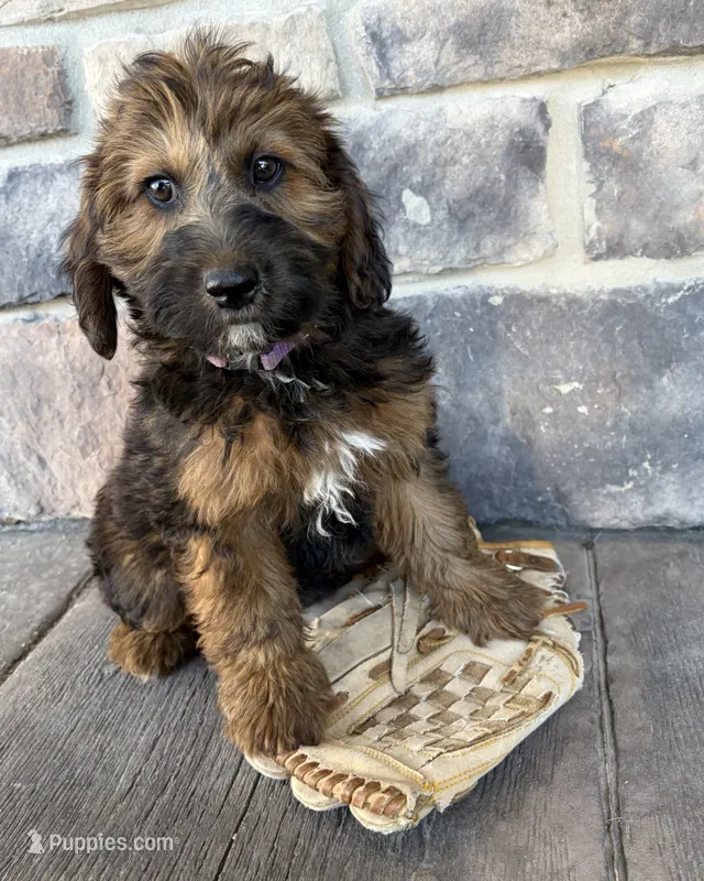 Mya – Whoodle puppy for sale in Middlebury, IN