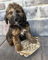 Mya, a female Whoodle for sale in Middlebury, IN – 1 of 4