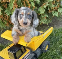 Crew, a male Miniature Dachshund for sale in Middlebury, IN – 3 of 6
