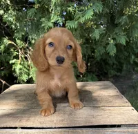 Pippa , a female Miniature Dachshund for sale in Middlebury, IN – 5 of 5