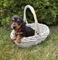 Stella, a female Dachshund for sale in Middlebury, IN – 3 of 4