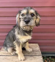 Tia, a female Schnoodle for sale in Middlebury, IN – 5 of 5