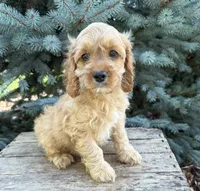 Becca, a female Cockapoo for sale in Middlebury, IN – 2 of 6