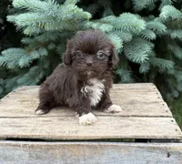 Halle, a female Shih Tzu for sale in Middlebury, IN – 3 of 4