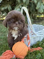 Lucy , a female Shih Tzu for sale in Middlebury, IN – 4 of 4