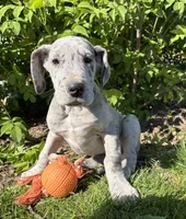 Truly, a female Great Dane for sale in Middlebury, IN – 3 of 4
