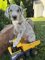 Emmett, a male Great Dane for sale in Middlebury, IN – 2 of 4