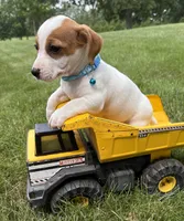 Rio, a male Jack Russell Terrier for sale in Middlebury, IN – 4 of 4