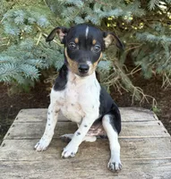 Ruger, a male Rat Terrier for sale in Middlebury, IN – 2 of 5