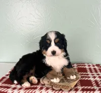 processed/5723f90b-b1a8-496c-a934-ce13704d72e8/listing/d5615048-7a52-402b-8e0a-41f83c0cfdc9/70399d93-e245-4805-8be7-33cff4d749f0