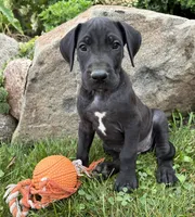 Eloise, a female Great Dane for sale in Middlebury, IN – 4 of 4