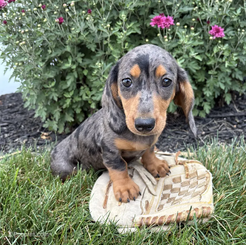 Sullivan  – Dachshund puppy for sale in Middlebury, IN