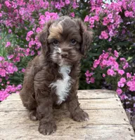 Duke, a male Cockapoo for sale in Middlebury, IN – 3 of 4