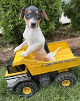 Scout, a male Jack Russell Terrier and Rat Terrier for sale in Middlebury, IN – 3 of 3