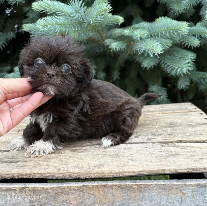 Harvey – Shih Tzu puppy for sale in Middlebury, IN