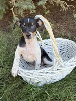 Ruger, a male Rat Terrier for sale in Middlebury, IN – 4 of 5