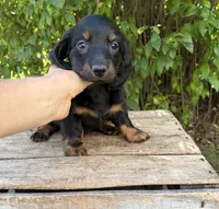 Teddy, a male Dachshund for sale in Middlebury, IN – 4 of 4