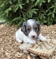 Ozzie, a male Dachshund for sale in Middlebury, IN – 4 of 4