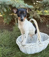 Rory , a female Rat Terrier for sale in Middlebury, IN – 3 of 4