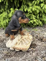 Hiram, a male Dachshund for sale in Middlebury, IN – 4 of 4