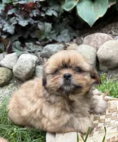 Calli, a female Shih Tzu for sale in Middlebury, IN – 2 of 5
