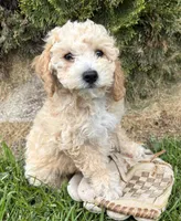 Jace, a male Bichpoo for sale in Middlebury, IN – 1 of 4