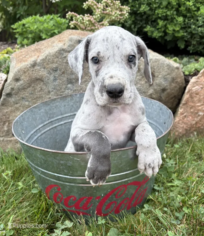 Emmett – Great Dane puppy for sale in Middlebury, IN