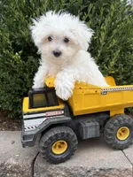 Eddie, a male Maltese for sale in Middlebury, IN – 5 of 5