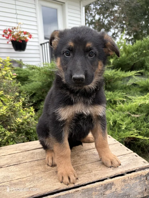 Dolly – German Shepherd Dog puppy for sale in Middlebury, IN