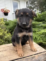 Dolly, a female German Shepherd Dog for sale in Middlebury, IN – 1 of 5