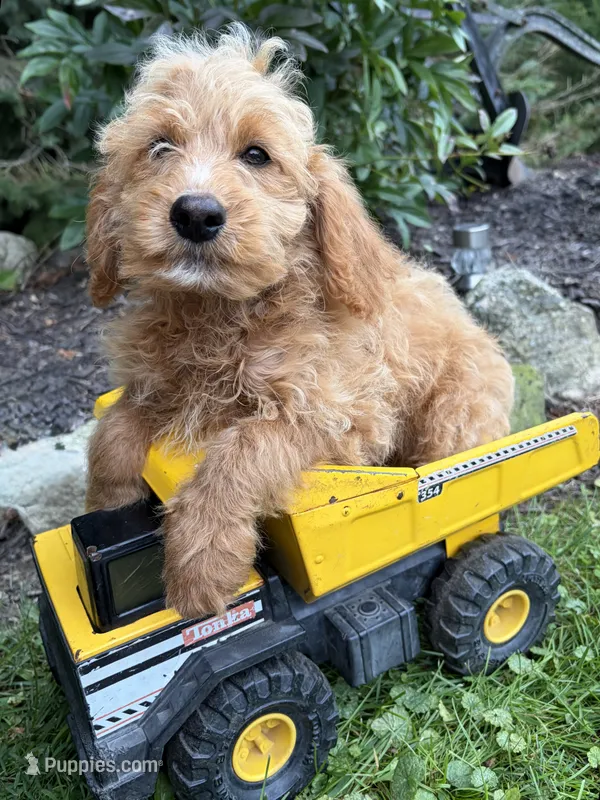 Jace – Cockapoo puppy for sale in Middlebury, IN