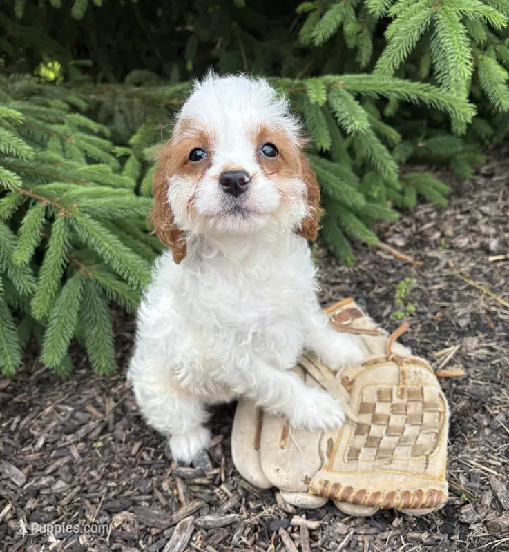 Claire – Miniature Bernedoodle, Miniature Goldendoodle puppy for sale in Middlebury, IN