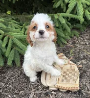Claire, a female Miniature Bernedoodle and Miniature Goldendoodle for sale in Middlebury, IN – 1 of 4