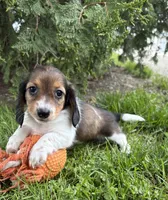 Molly , a female Dachshund for sale in Middlebury, IN – 4 of 5