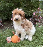Alex, a male Miniature Goldendoodle for sale in Middlebury, IN – 3 of 4