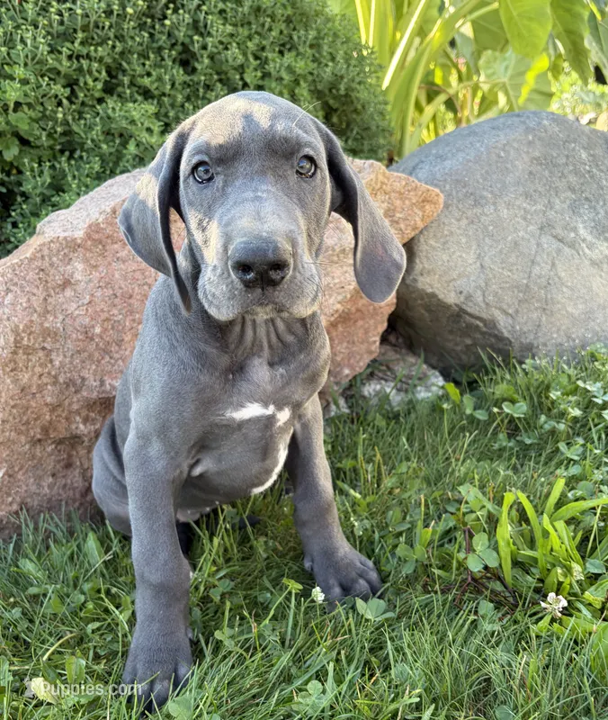 Ellie – Great Dane puppy for sale in Middlebury, IN