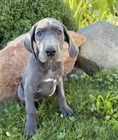 Ellie, a female Great Dane for sale in Middlebury, IN – 1 of 4