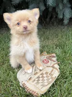 Penny, a female Pomeranian for sale in Middlebury, IN – 4 of 4