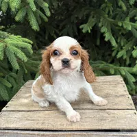 Stella, a female Cavalier King Charles Spaniel for sale in Middlebury, IN – 3 of 4