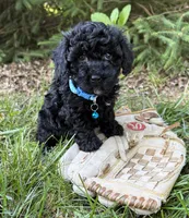 Austin, a male Havapoo for sale in Middlebury, IN – 4 of 4