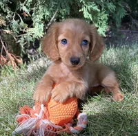 Pippa , a female Miniature Dachshund for sale in Middlebury, IN – 3 of 5