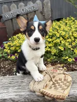Nala, a female Pembroke Welsh Corgi for sale in Middlebury, IN – 3 of 4