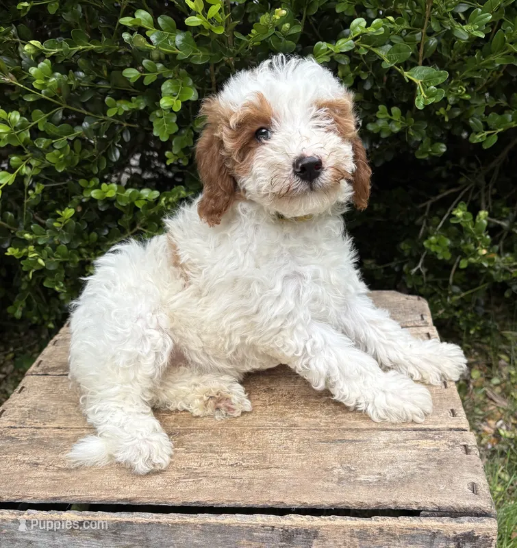 Anna – Miniature Goldendoodle puppy for sale in Middlebury, IN