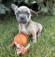 Duke, a male French Bulldog for sale in Middlebury, IN – 3 of 4