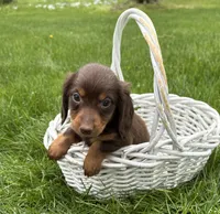 Hosea, a male Dachshund for sale in Middlebury, IN – 2 of 4