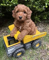 Ace, a male Miniature Goldendoodle for sale in Middlebury, IN – 4 of 4