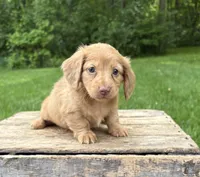 Rhea, a female Dachshund for sale in Middlebury, IN – 2 of 5