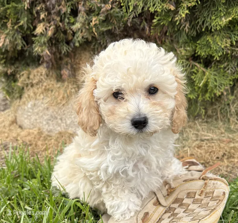 Jill – Bichpoo puppy for sale in Middlebury, IN
