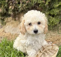 Jill, a female Bichpoo for sale in Middlebury, IN – 1 of 4