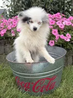 Olaf, a male Pomeranian for sale in Middlebury, IN – 3 of 6